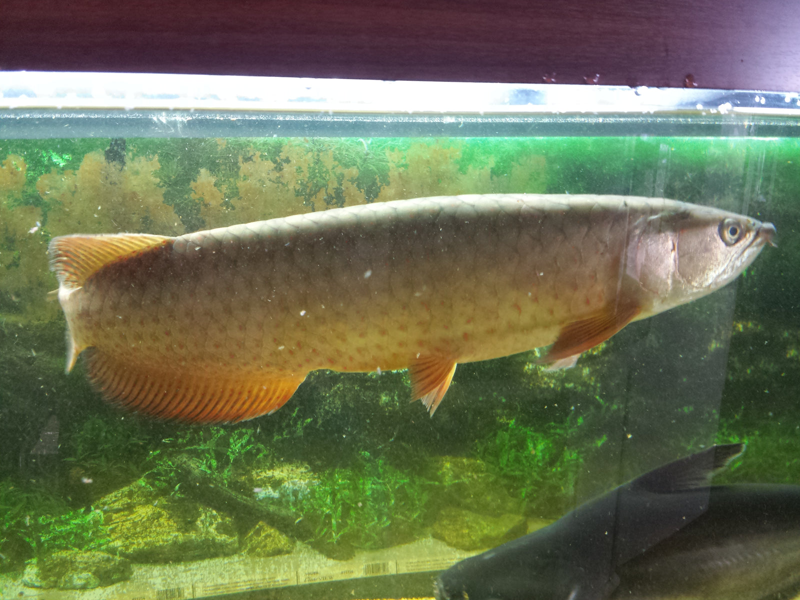 Large Saratoga Jardini in stock