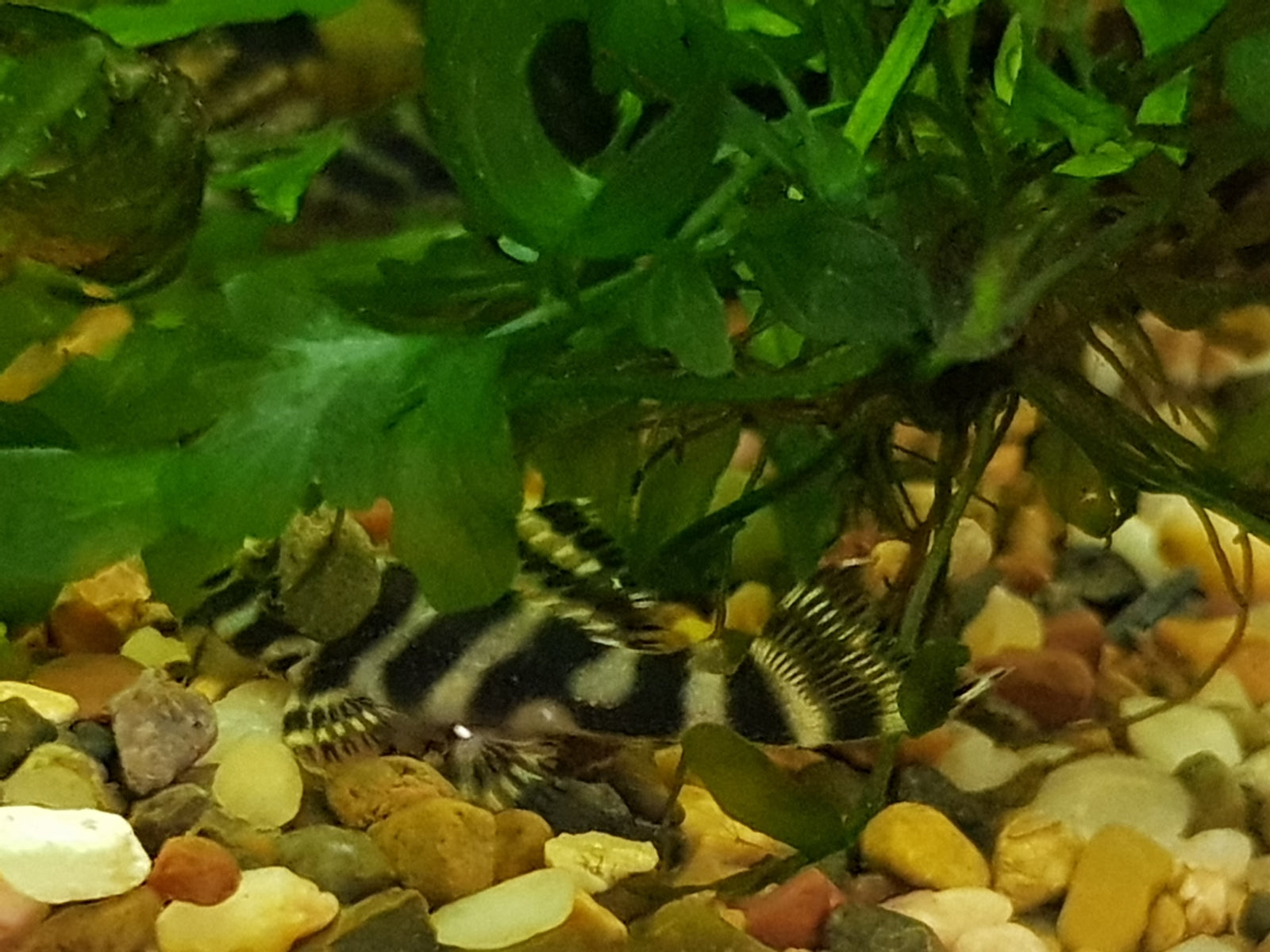 L270 catfish available now!