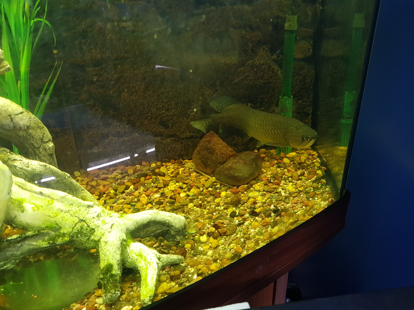 Saratoga Jardini available