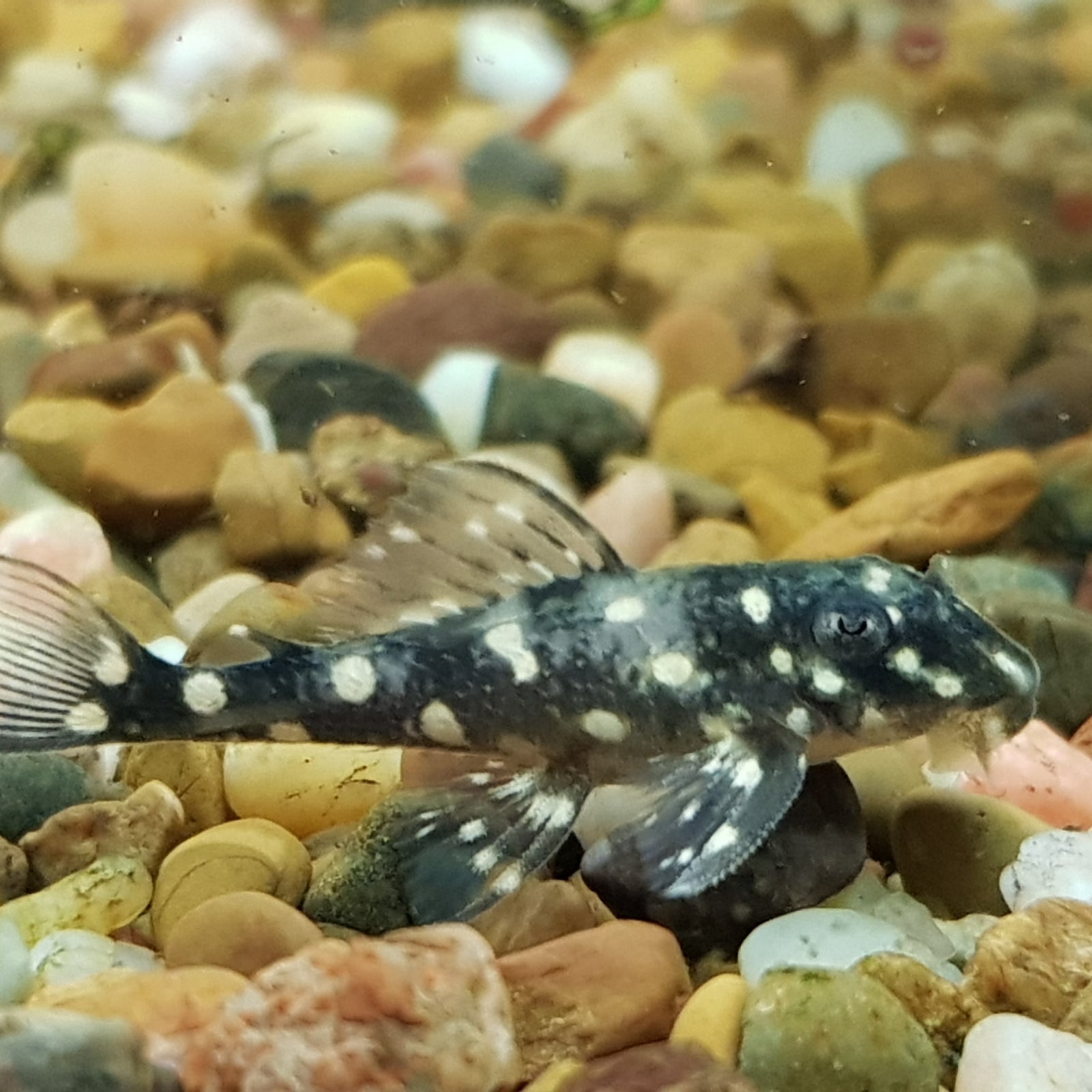 L201 catfish back in stock