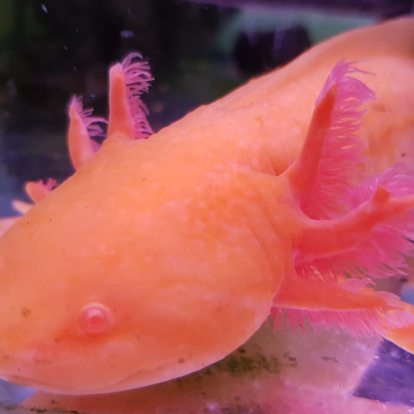 Axolotls in stock