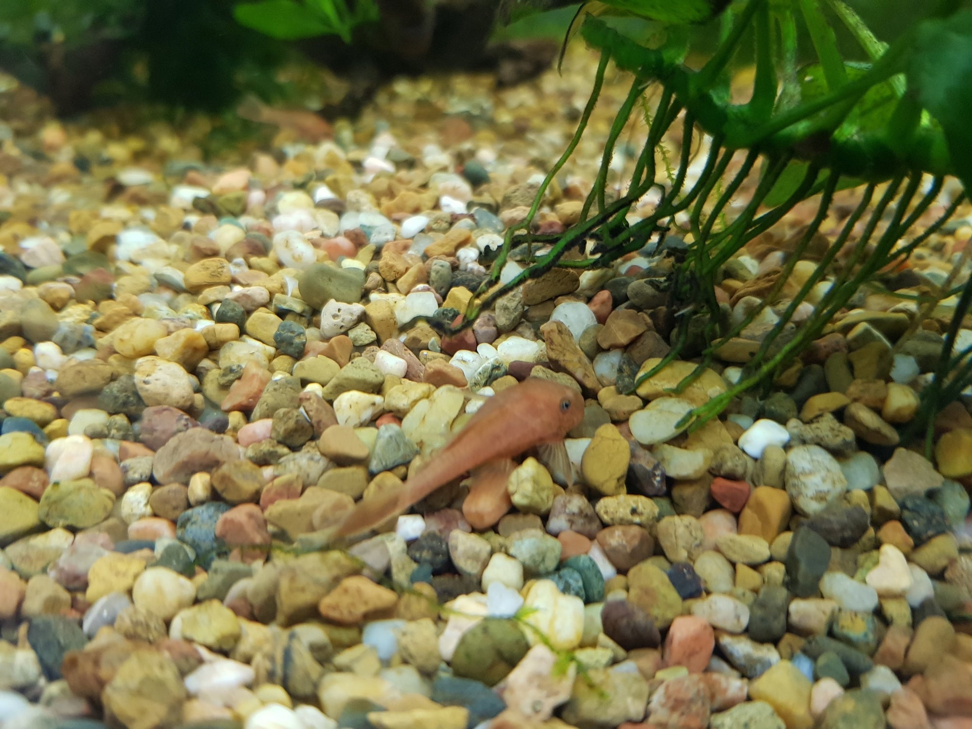 Super Red Bristlenose available now!