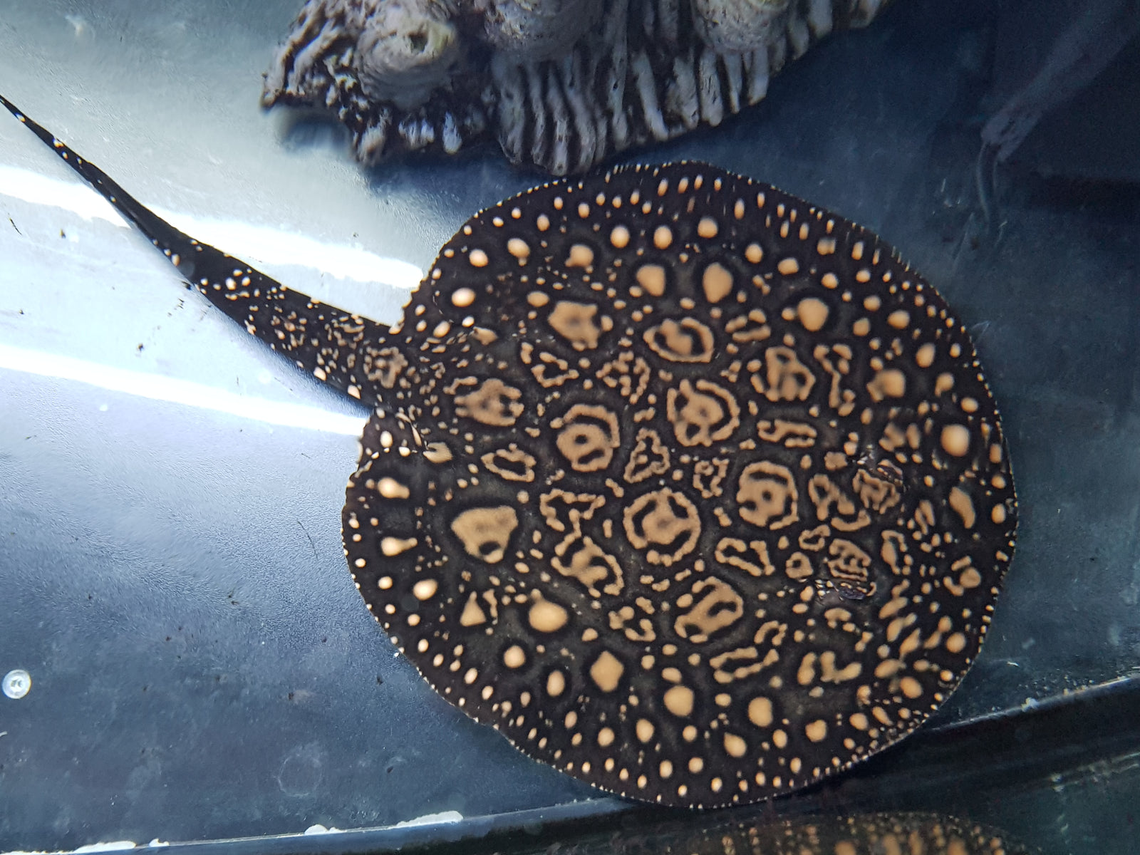 Freshwater Sting Rays