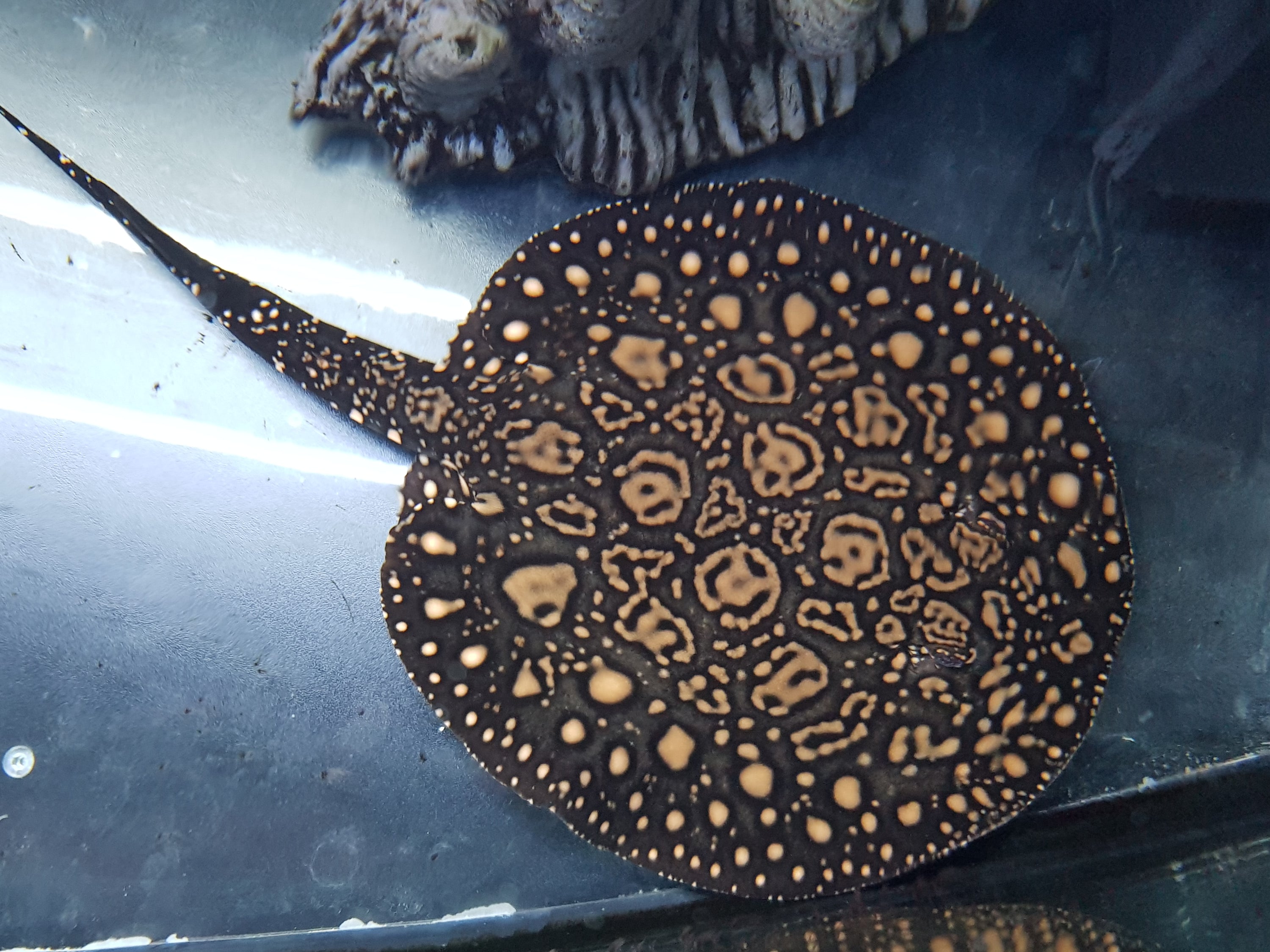 Freshwater Sting Rays - Aquatic Creations Melbourne