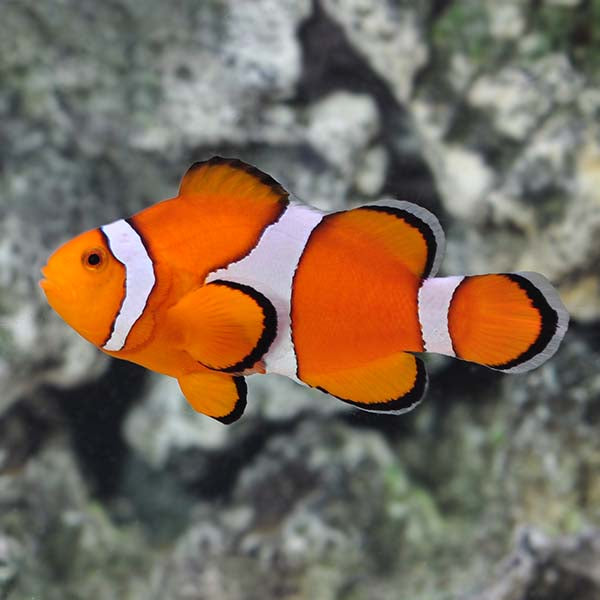 Clown fish available