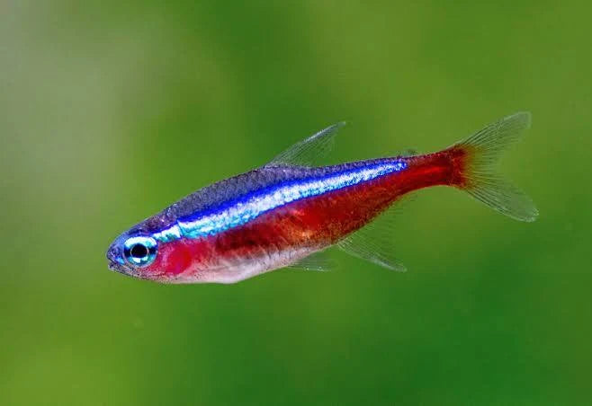 Cardinal Tetra