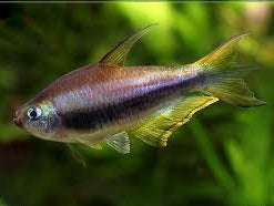Emperor Tetra