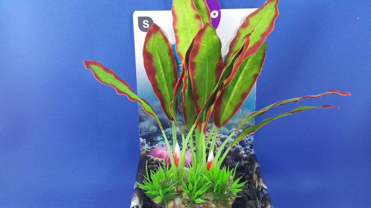 Kazoo silk plant, small with green and red leaves with solid pebble base