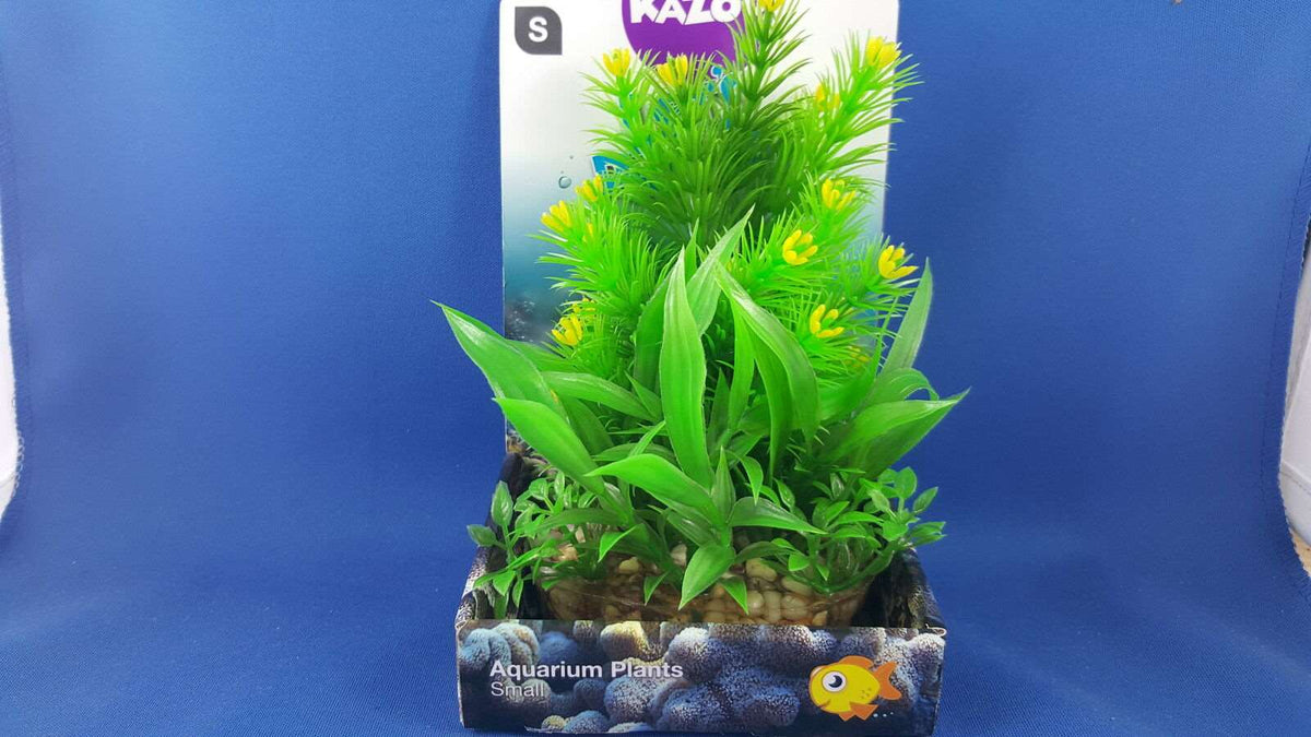 Kazoo aquarium plant, small size with green leaves with yellow tips