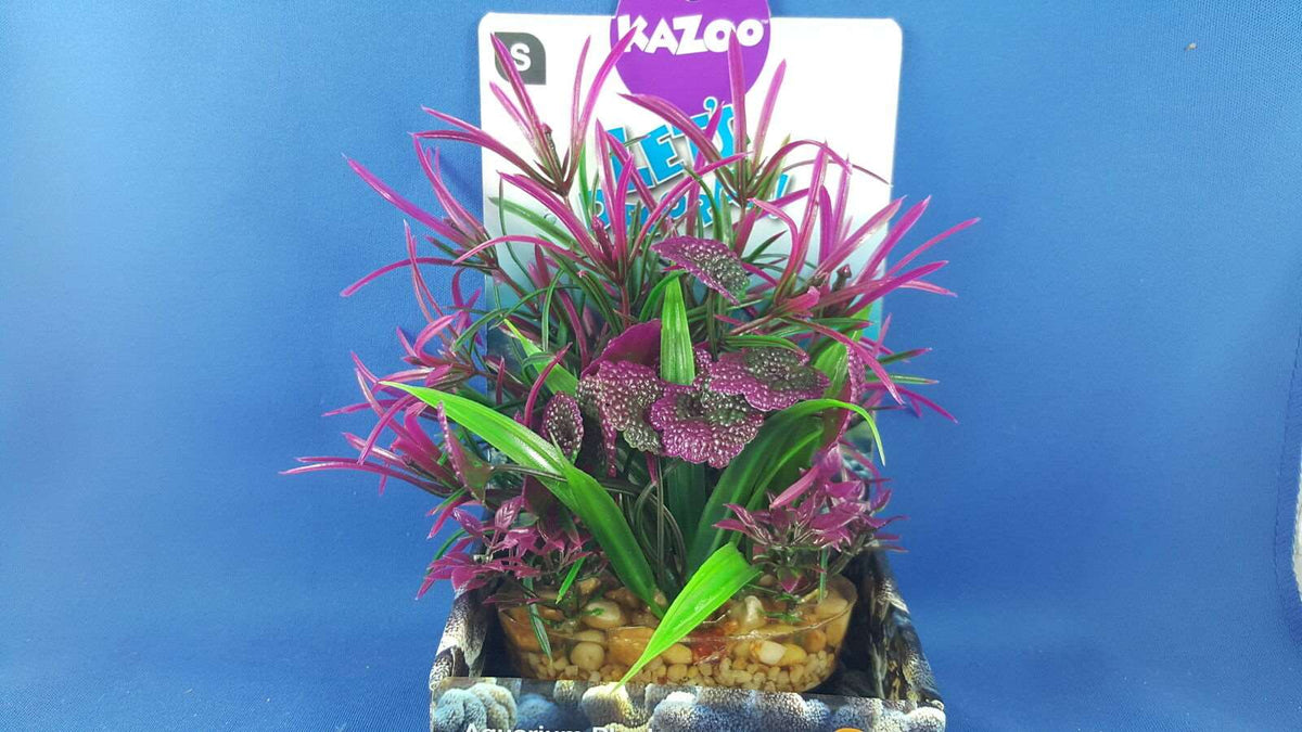Kazoo aquarium plant, small size, purple &amp; green leaves with solid pebble base