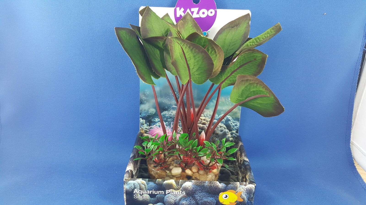 Kazoo silk plant, small with dark green leaves with solid pebble base