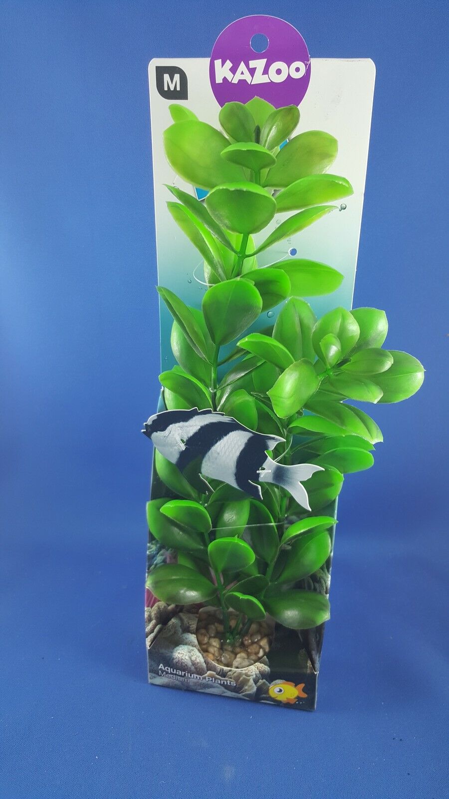 Kazoo aquarium plant, medium with green round leaves with solid pebble base